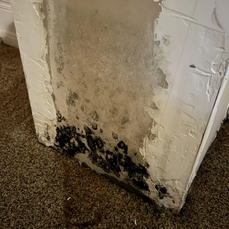 Professional Mold Removal in Waukegan, IL